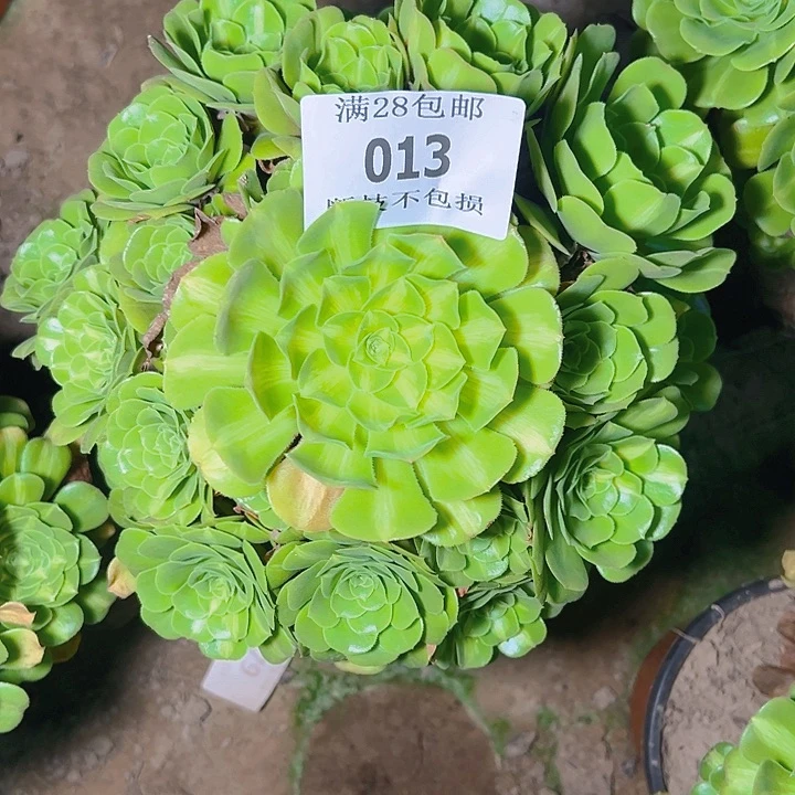 013五彩琉璃多肉植物