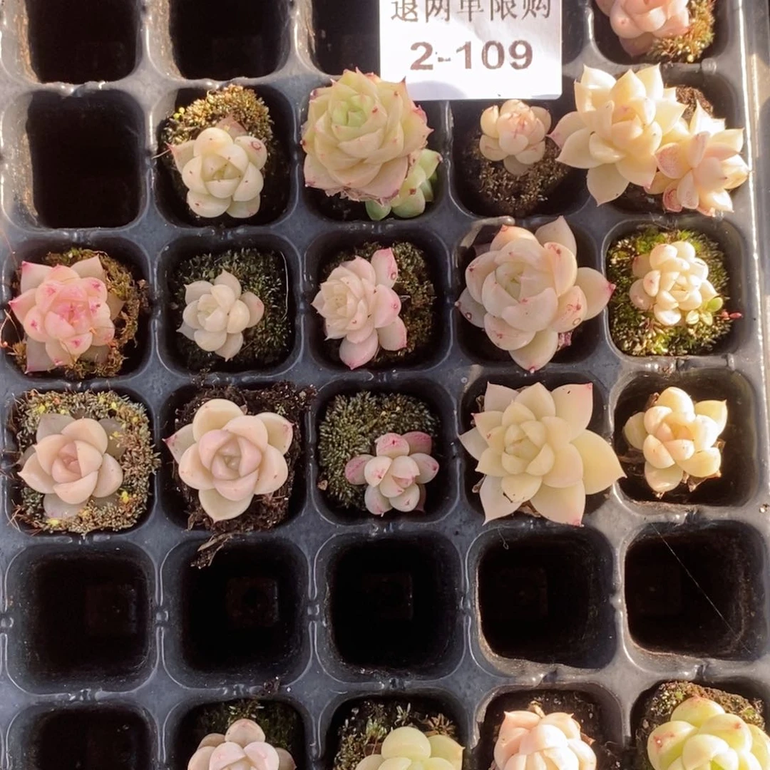 凌*2-109的的的的的