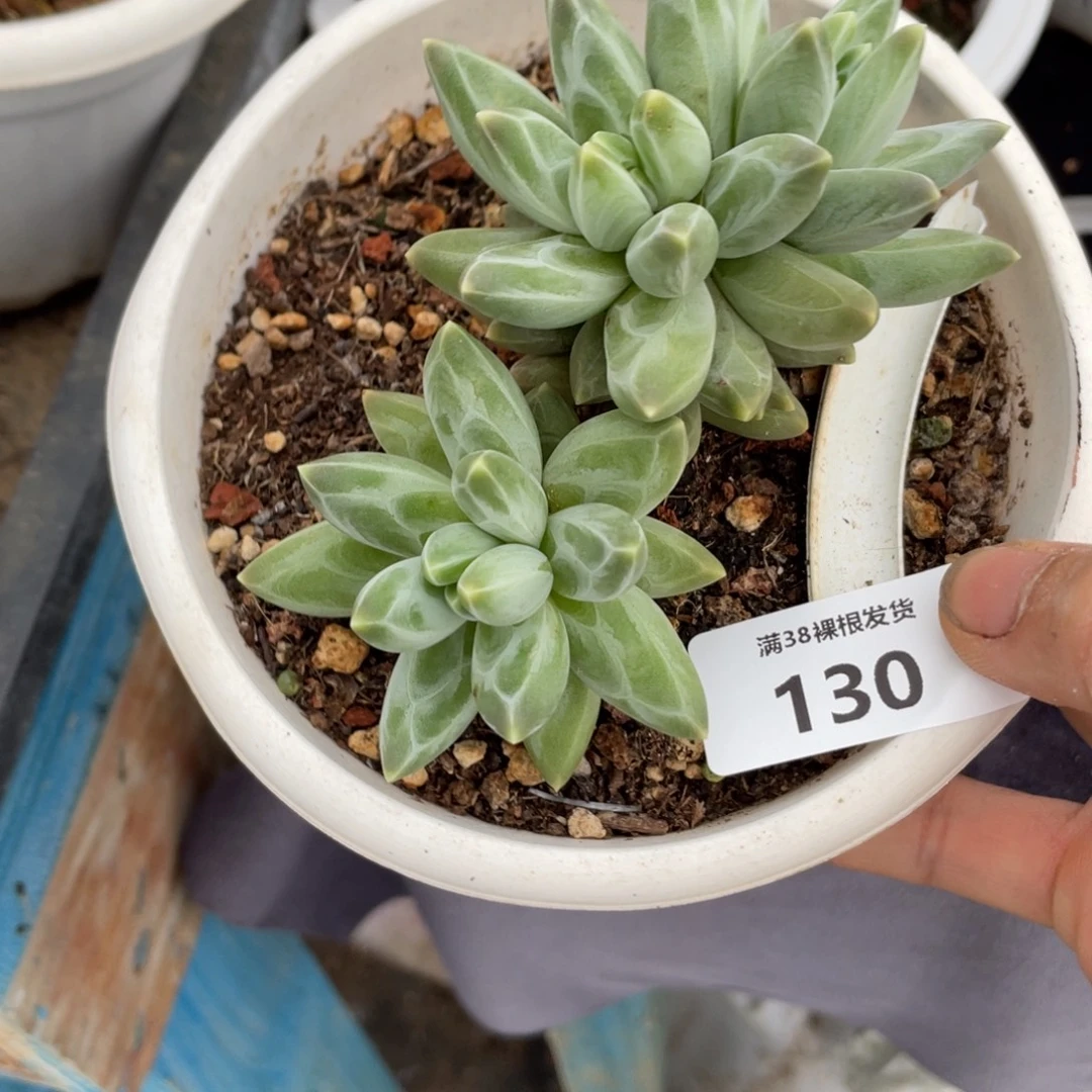一***。130乌拉克拉多肉植物一物一拍
