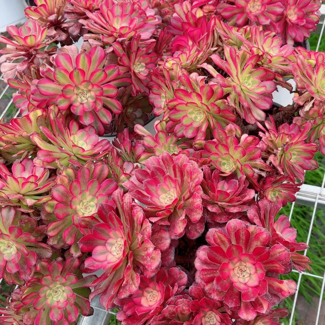 180摘心月婵多肉法师量拍