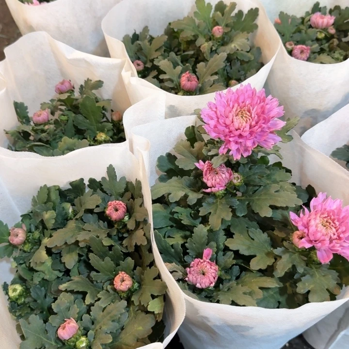 原盆原土｜卡林巴