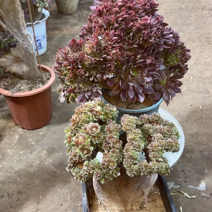 精品法师福利多多