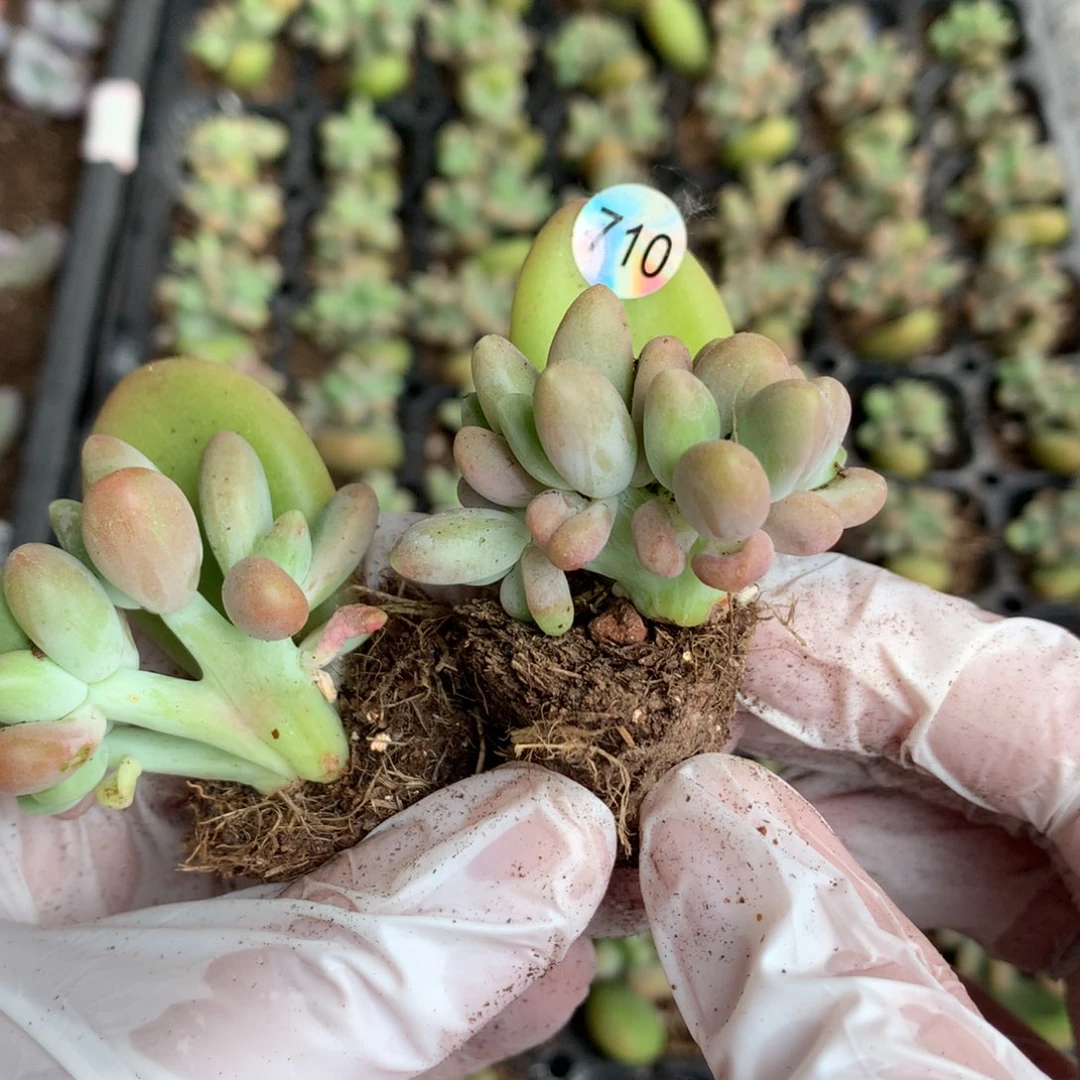 芒果板子缀化哈哈哈哈710