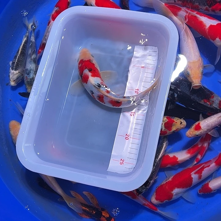 海水锦鲤的尾巴和尾巴
