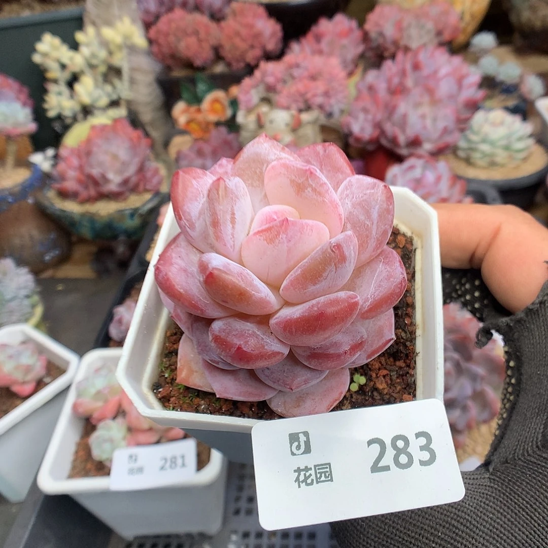 283粉星影多肉植物66666