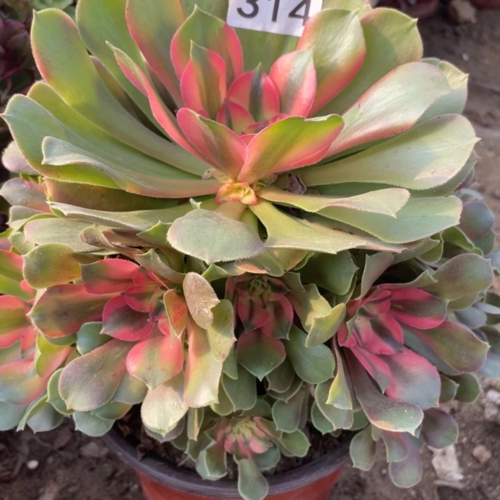 无花朵314多肉植物香妃