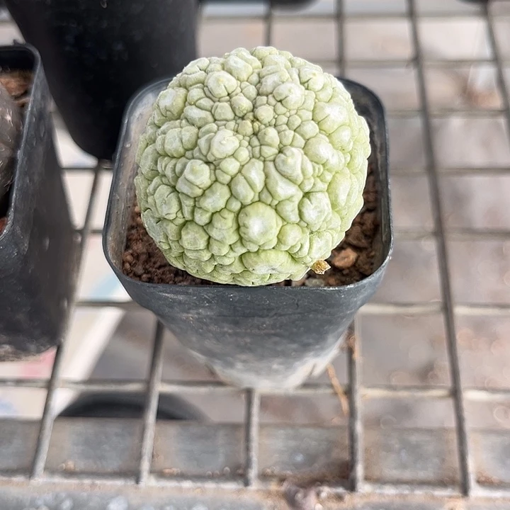 我也不知道我为什么要这样对