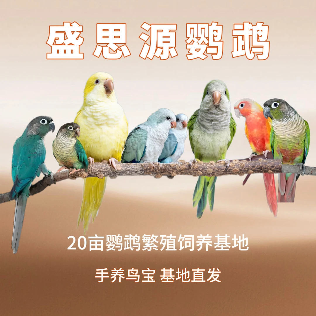 （齐毛）活体鹦鹉一物一拍