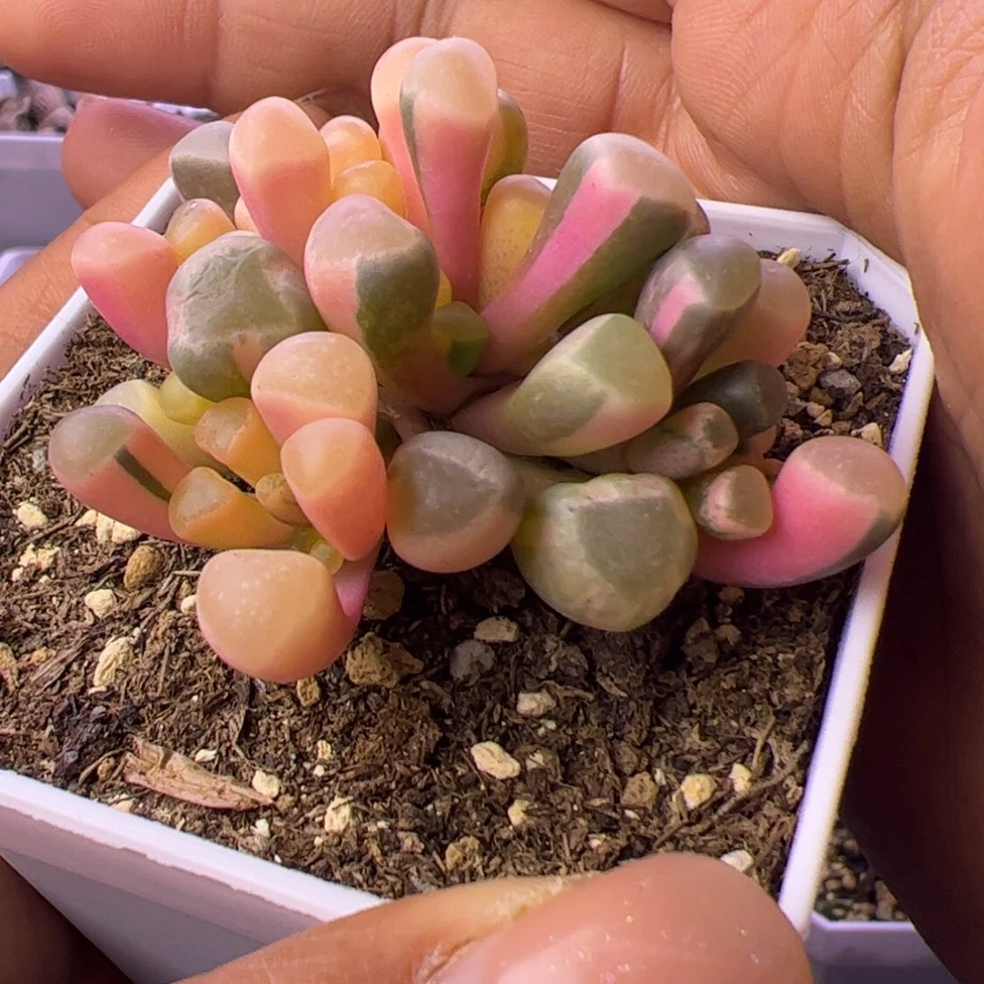 多肉植物五十铃玉锦