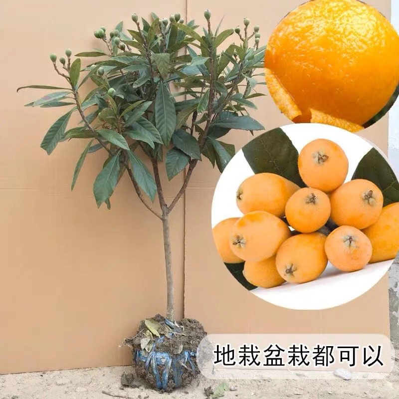 云南正宗嫁接白沙大五星枇杷树苗无核枇杷苗当年结果南方北方种植