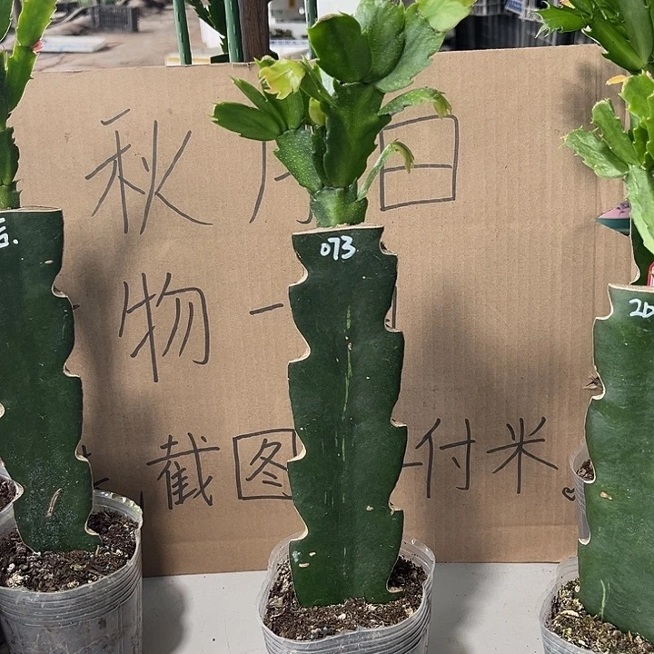 小***丶当前无花朵，栽培后可花朵073