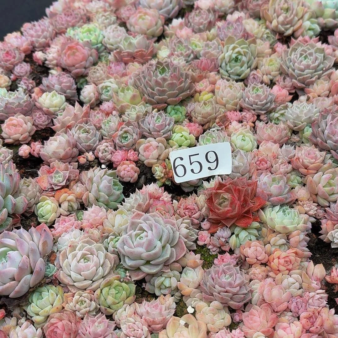 ✨***子多肉植物多肉植物659