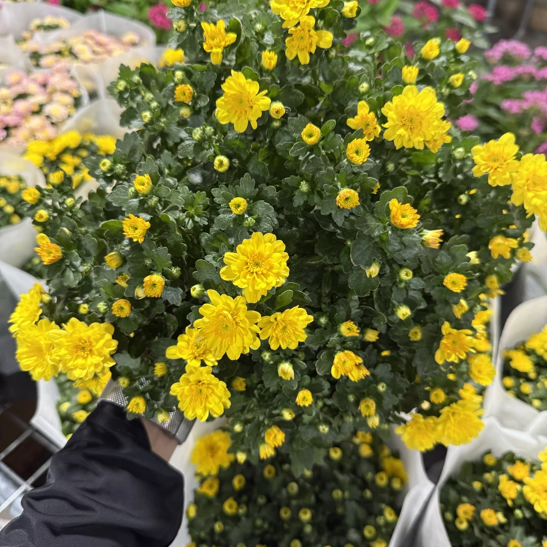 加仑盆【黄色】球菊大花阳台庭院盆栽地栽种植好养易活爆花神器