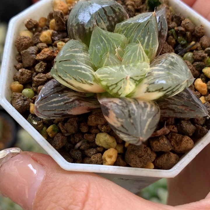 玉潭寿锦爱盆土发货