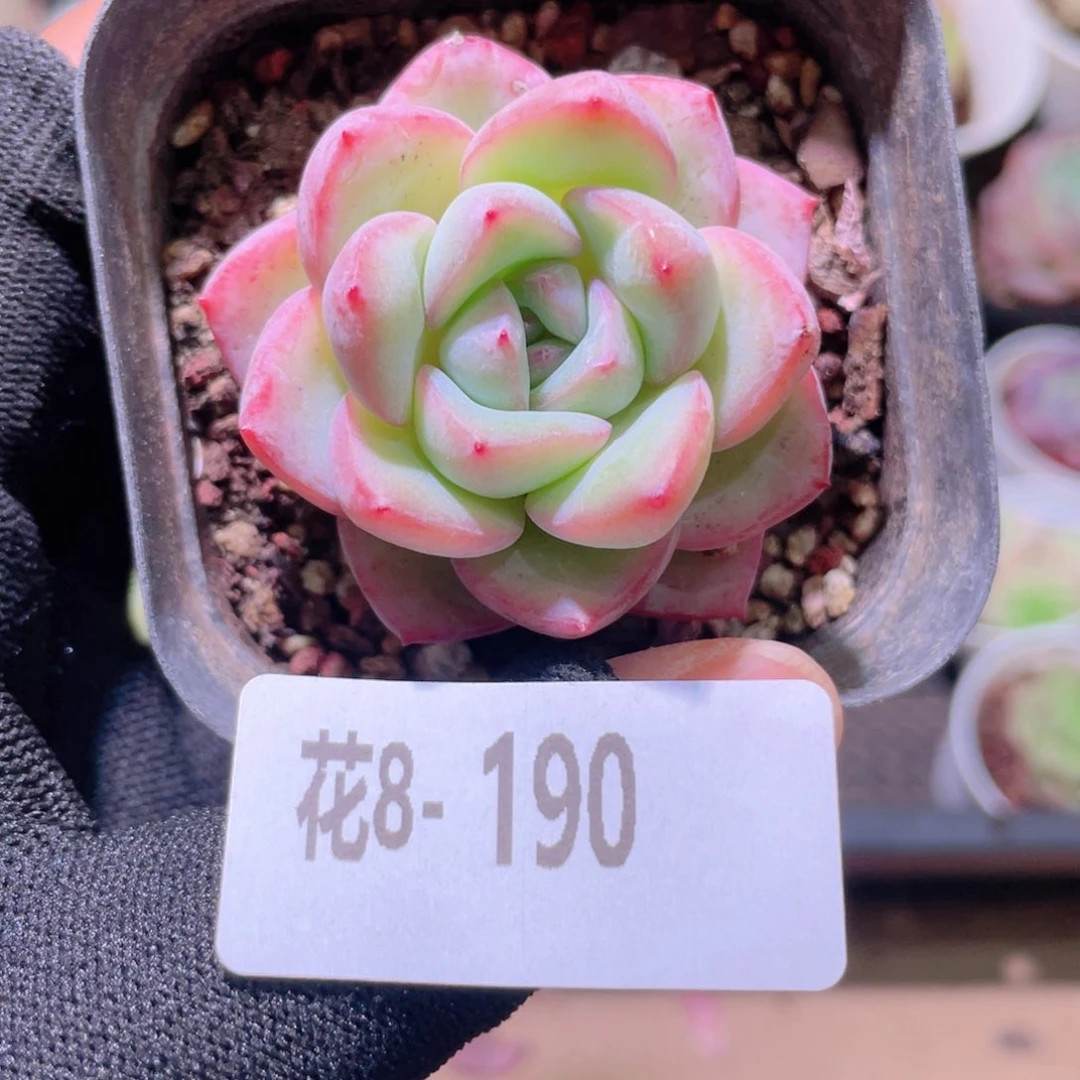 花利美 8-190草莓泡芙