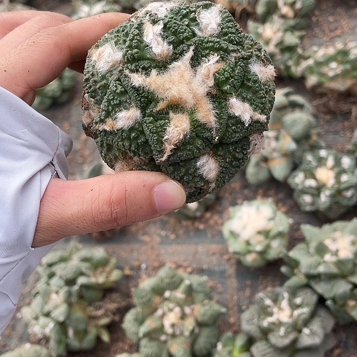 自根辛顿龟瑕疵特价不退换货