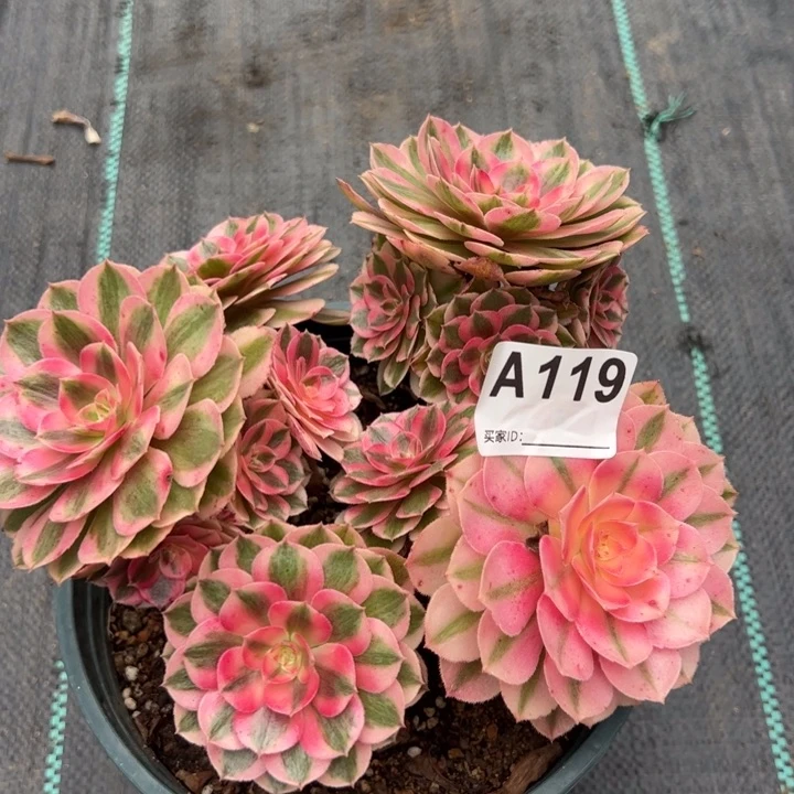 119倾城朵朵小精品18厘米左右