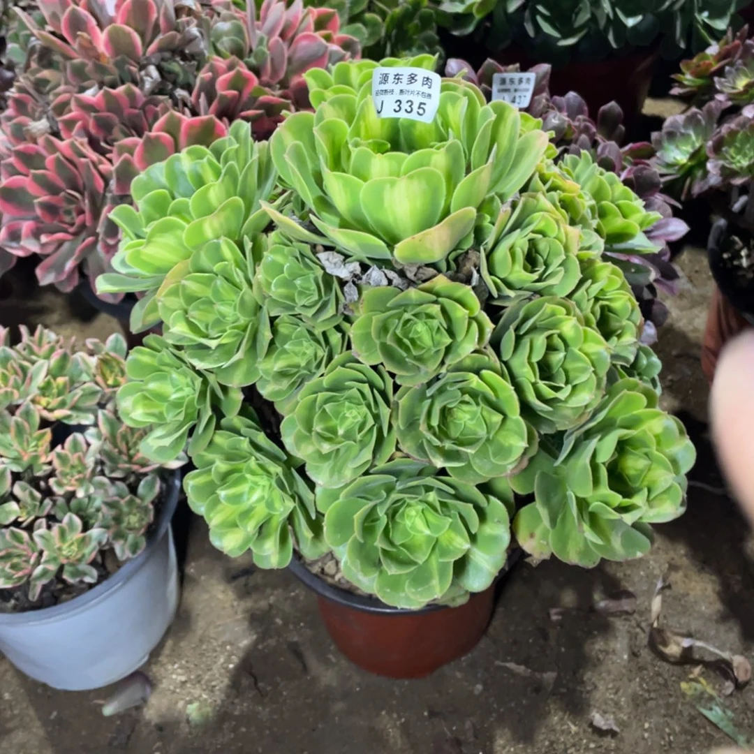 335翡翠多肉法师断枝不包