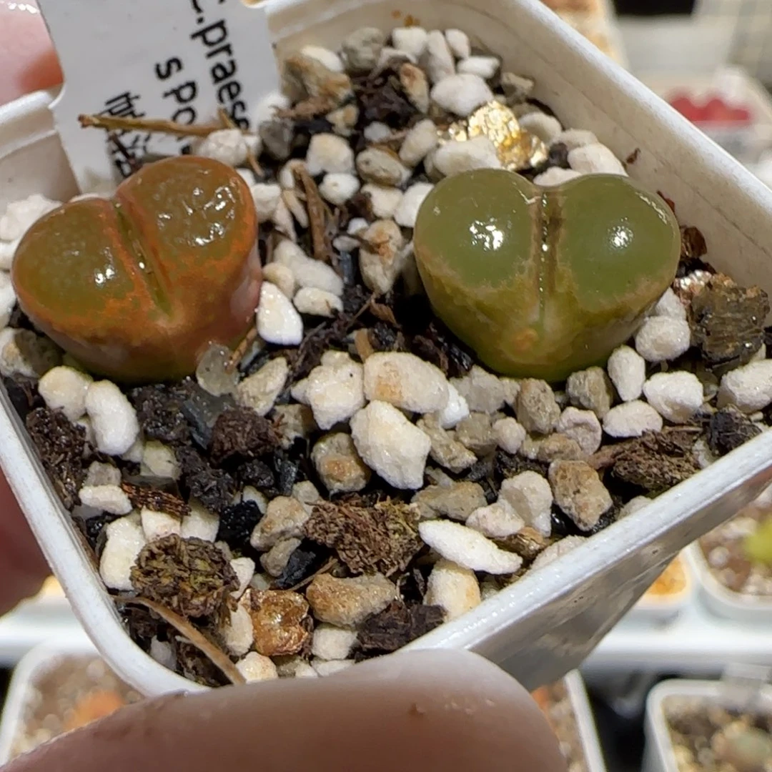 肉锥多肉植物百科30-帕法德有疤1144