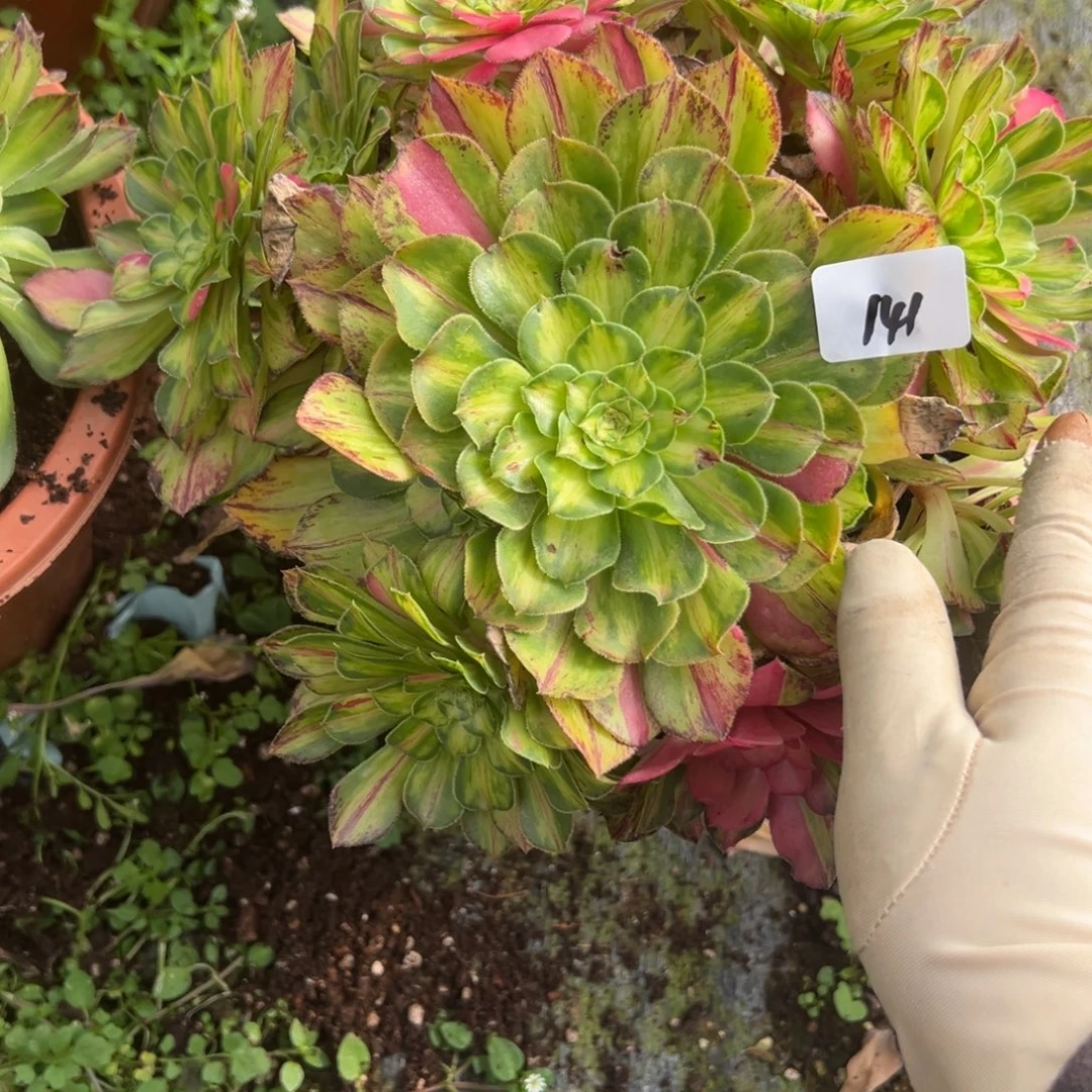 141知否duorouzixiyk