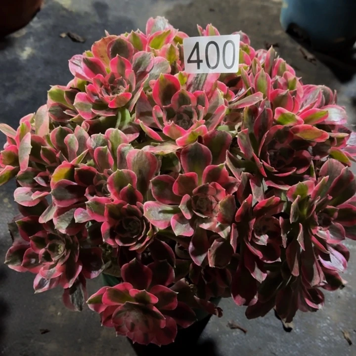 00000000000400七彩石