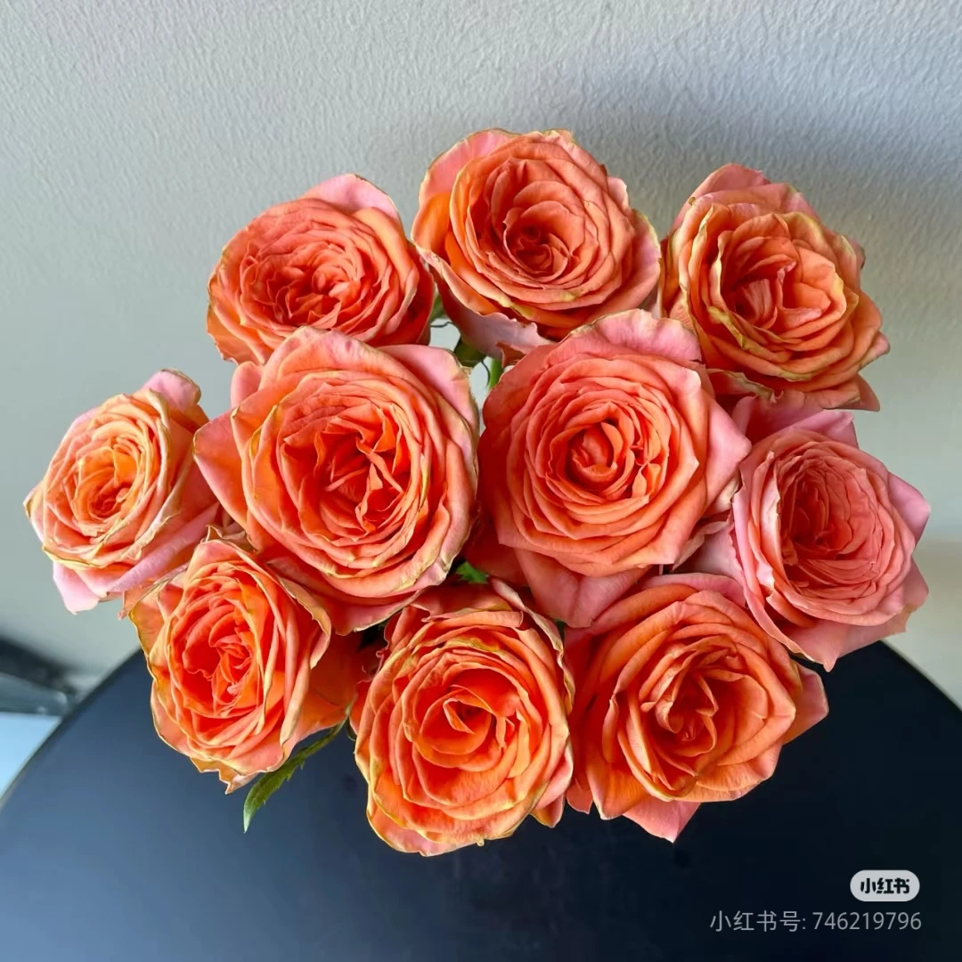 玛丽安吉拉 大切花月季耐热直立性好好养绿植盆栽