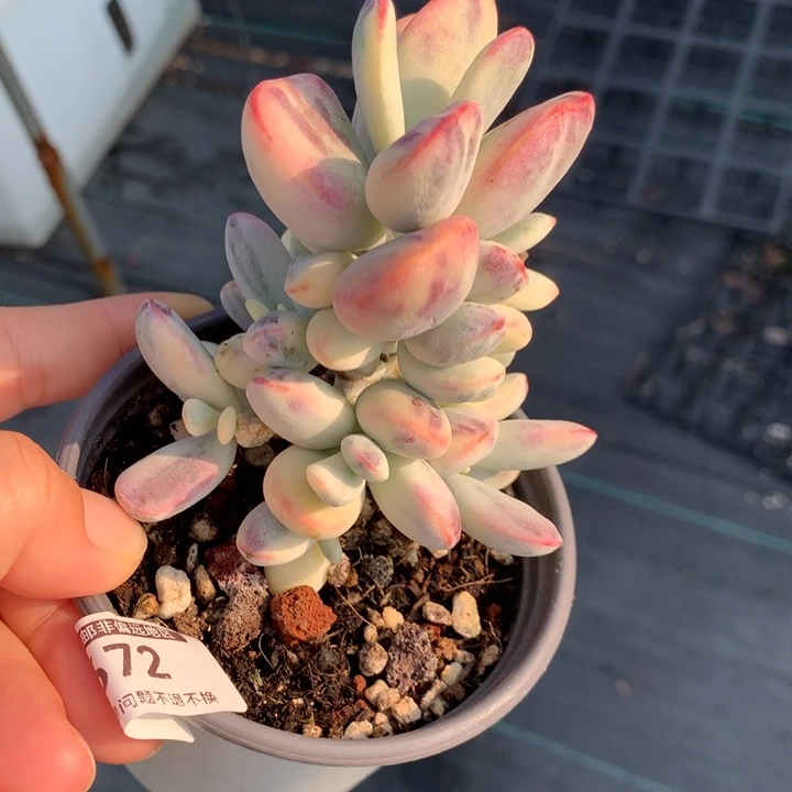 无花朵乒乓福娘锦 0672