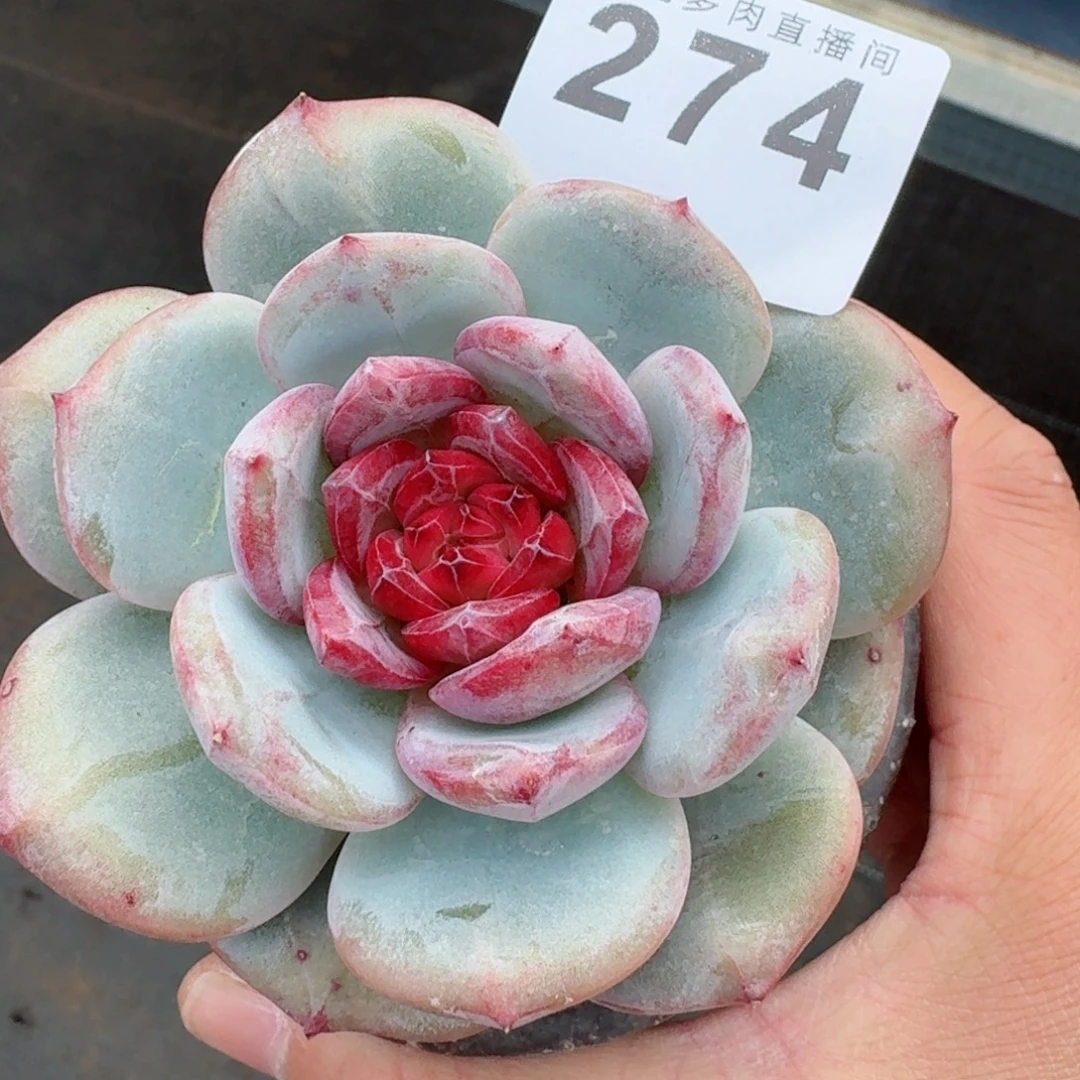 长相思      愿你一路坦途，乘风破浪展宏图