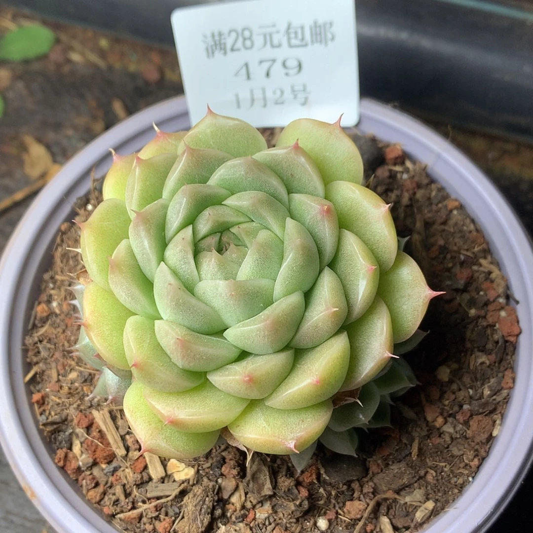 【闪购商品】云479号