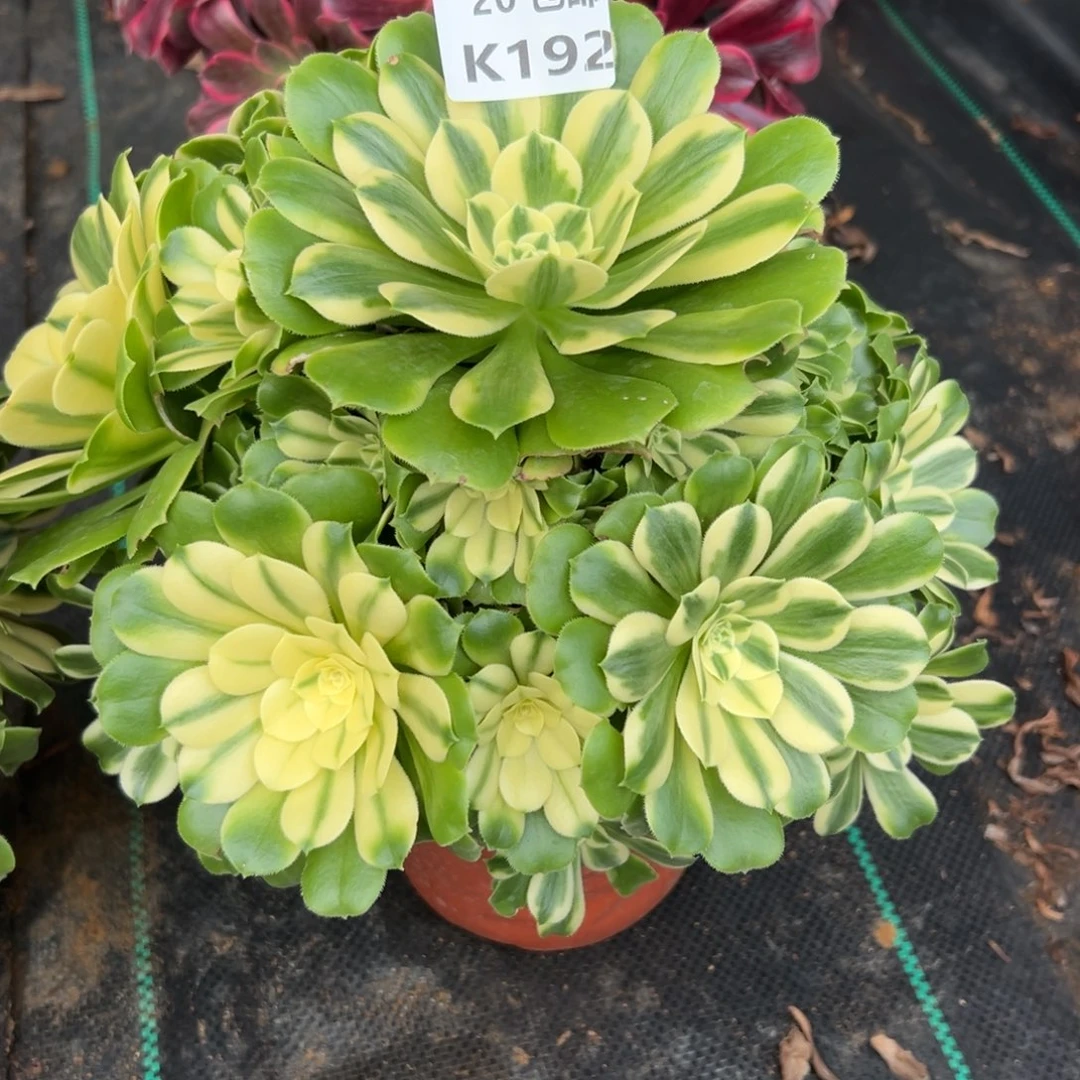192新尼亚，多肉法师