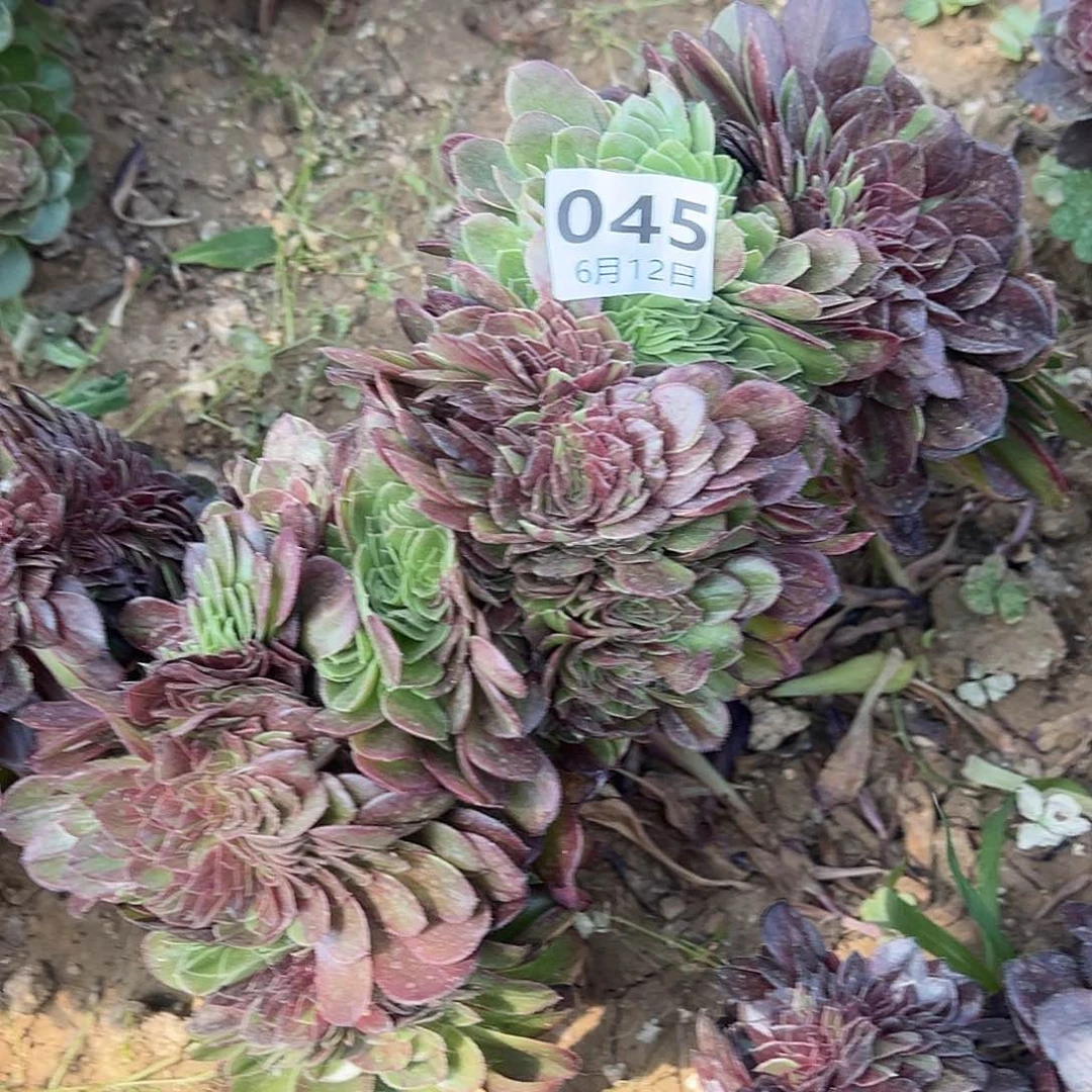 6.12-45花月夜缀多肉植物5