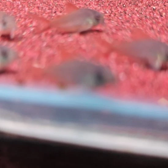 工具鱼超级红帆鼠三到四厘米四只顺丰