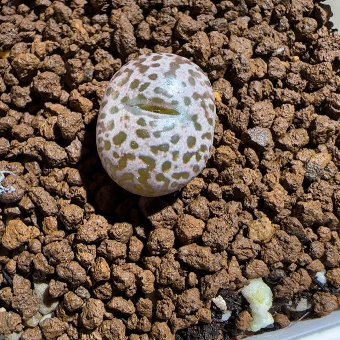 靓***丫肉锥多肉植物组合-豹纹鸟1643