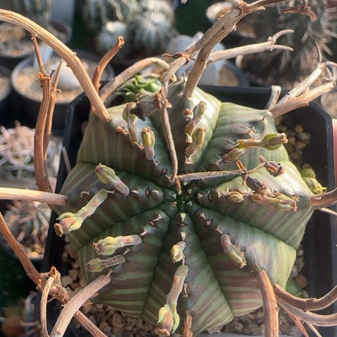 2046脱土发 法立达实生