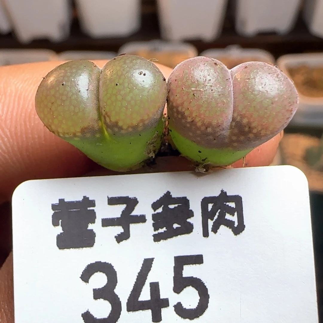 红宝石。
