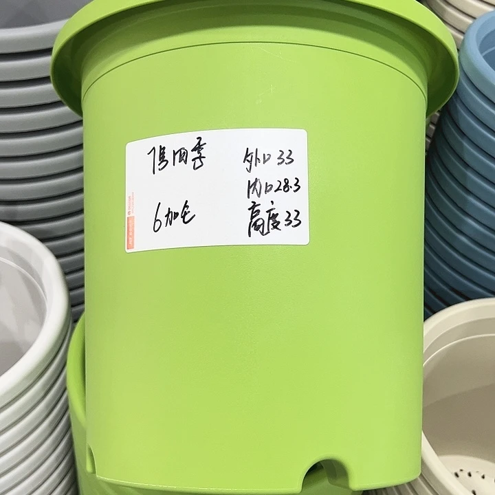 正品7号四季口33高33果绿无托6只