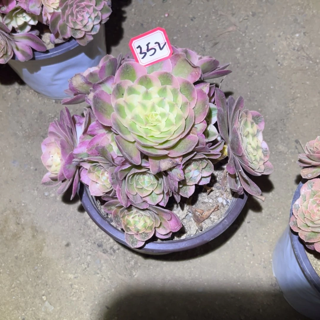 352多肉植物荔枝法师