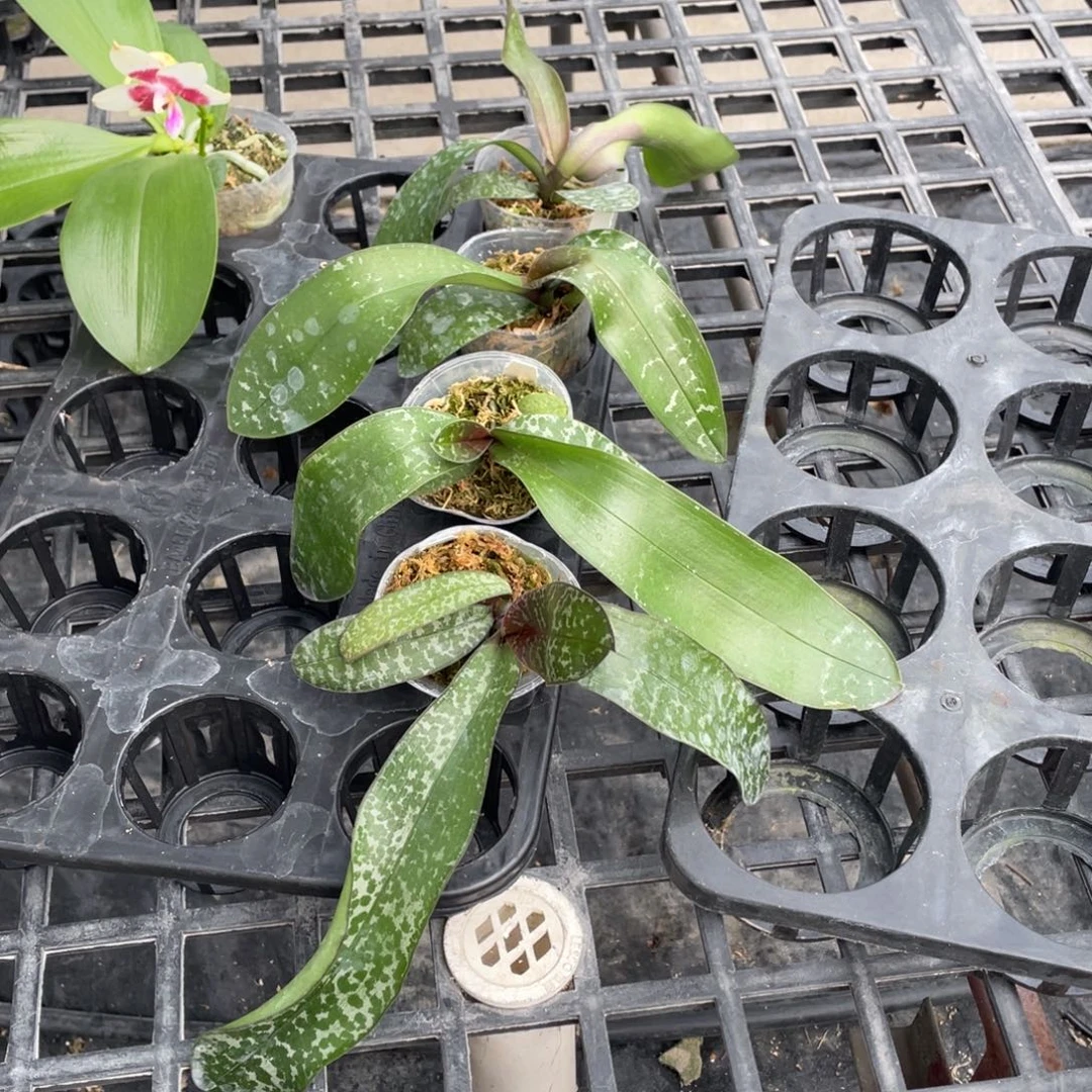 当前无花栽培后可以开花DJ西交黄史，2.5一颗