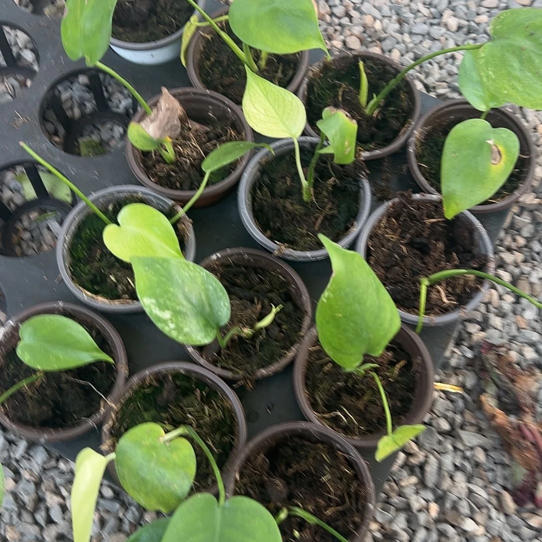 完全开放白怪兽随机发货不售后随机