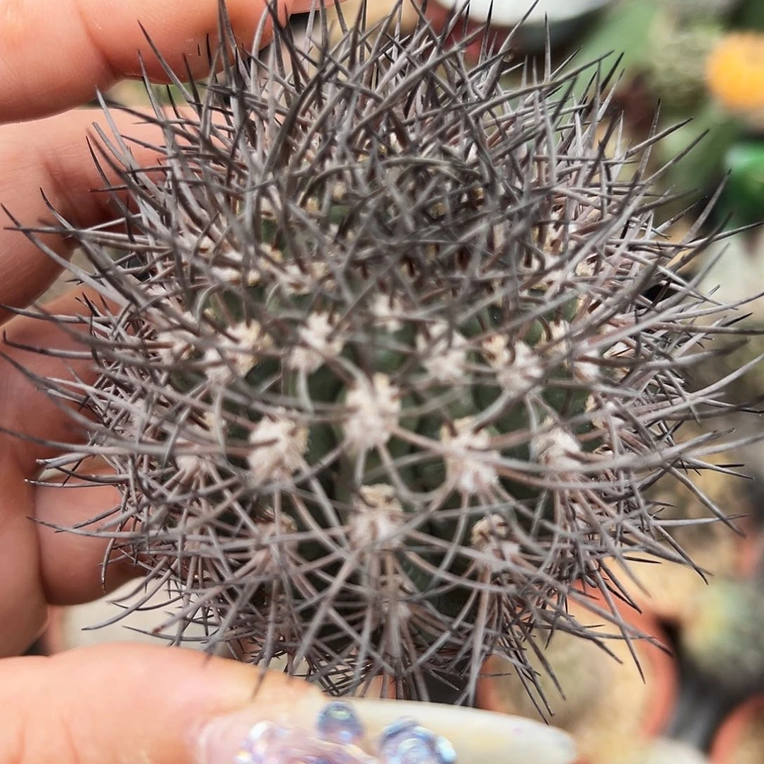 黑刺逆豹有根仙人球66666666