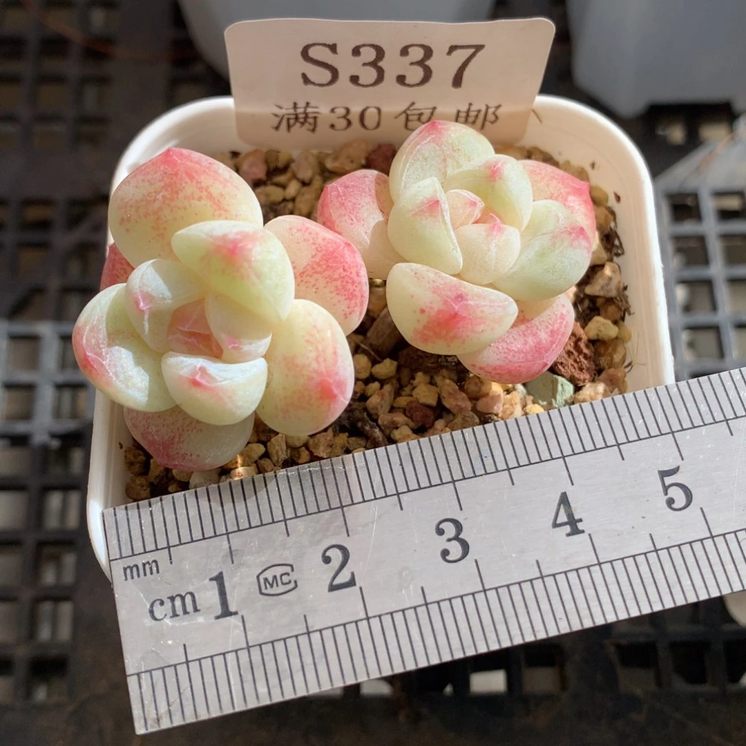 337。mini小腿冰玉双头。