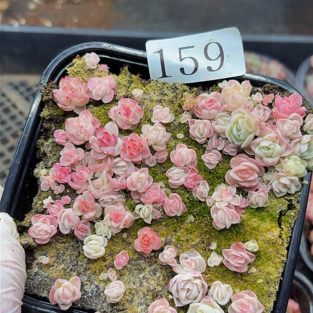 多肉植物多肉植物159