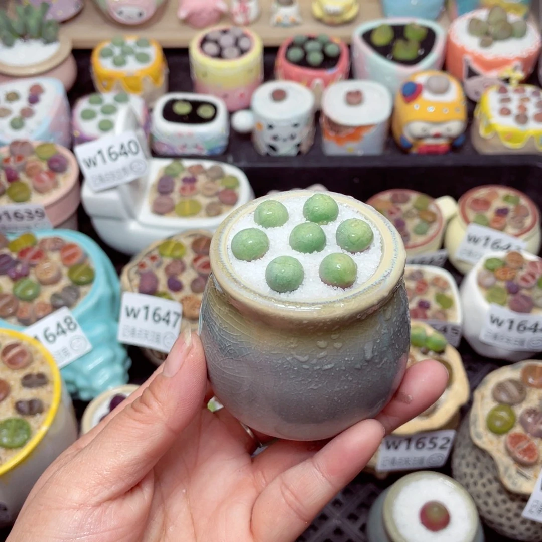 w1656 -零下地区拍保温箱-15支持寄养