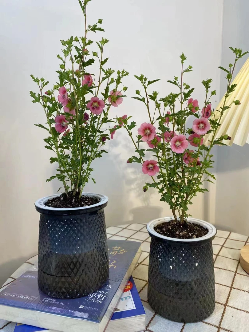 小木槿棒棒糖盆栽庭院花卉四季开花阳台植物带花苞