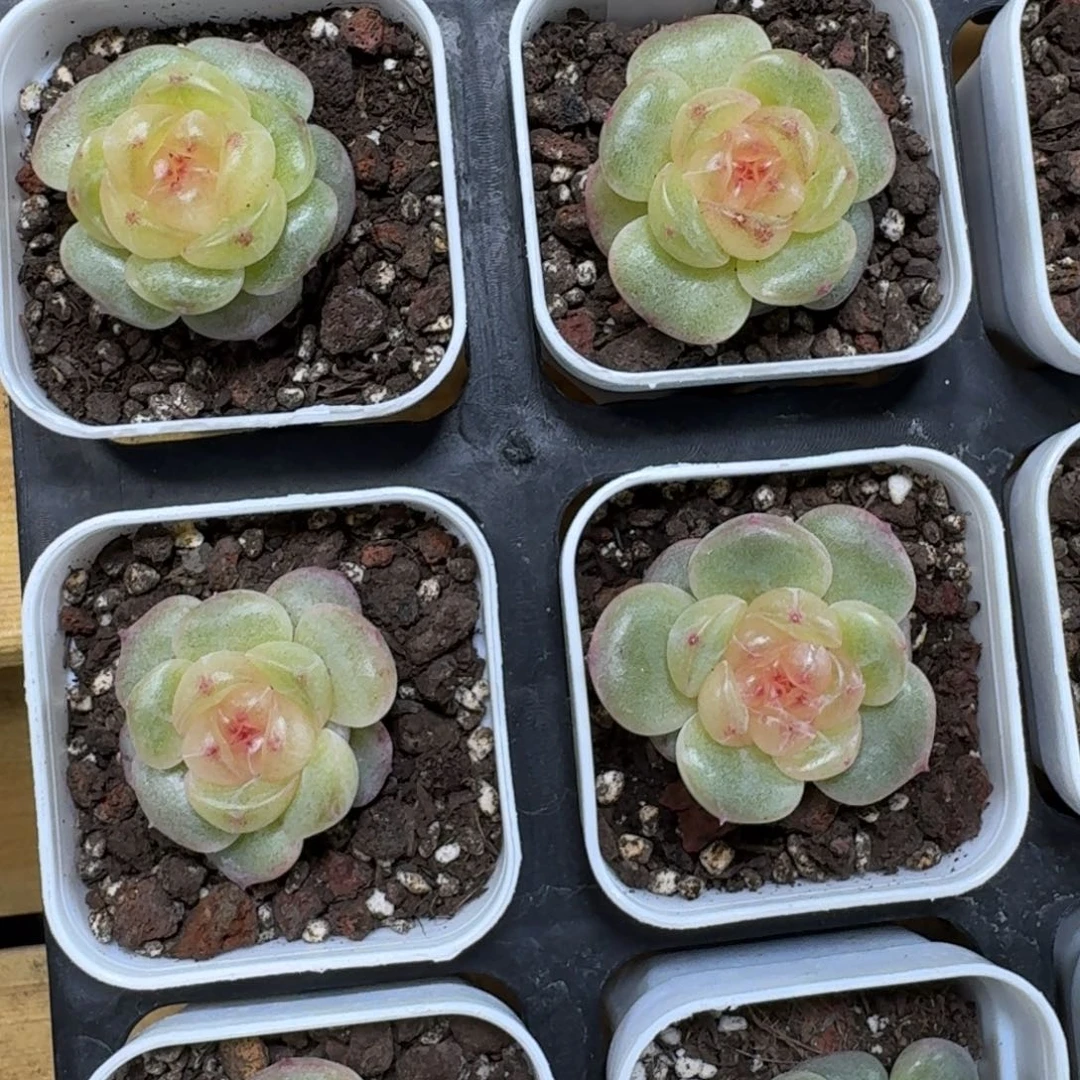 1214-088-3011牛油果一颗量拍