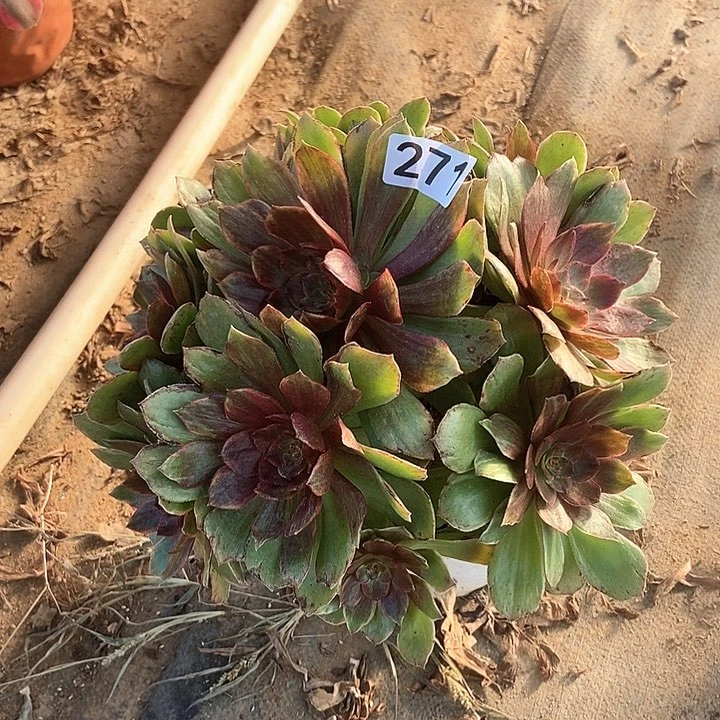 红丝绒多肉不包断271