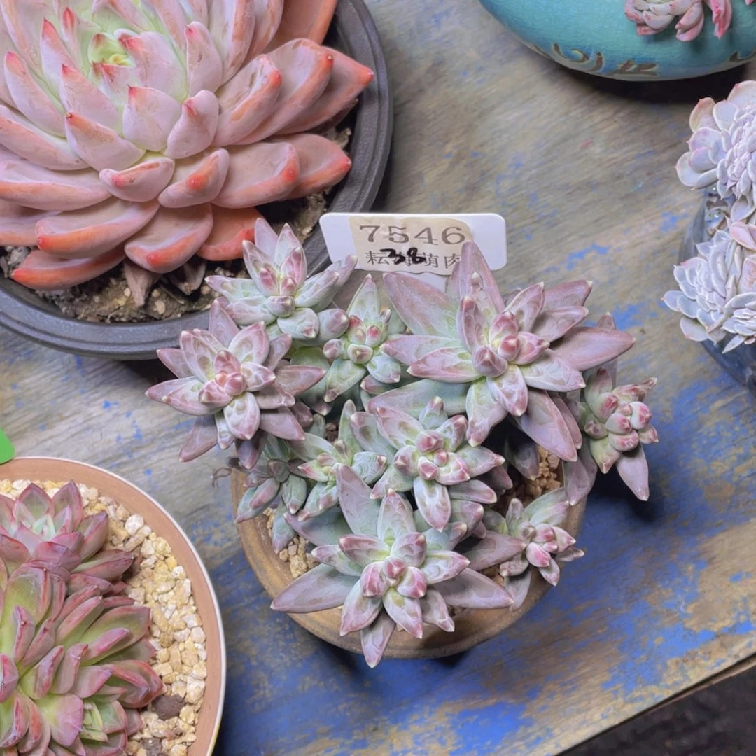 凤羽7546多肉植物