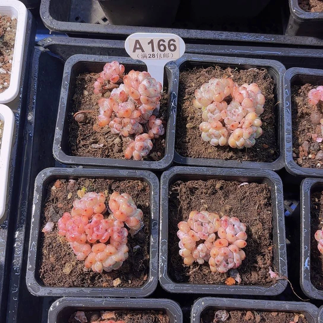 这***吃A166雪抓一物一拍