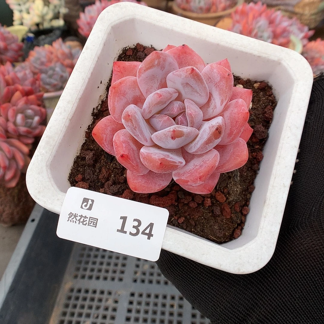 134雪天使多肉植物666666