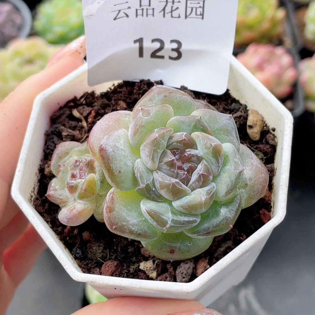 123号糖心冰心珍妮